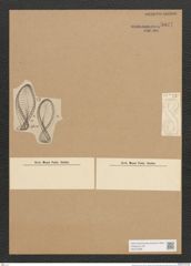 Diatomeae indet. (de-Toni-Nr.: Species 2537) Zeichnungen Sammlung Grunow Nr. 5037 (NHMW-BOT-W0373296)
